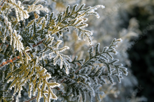 cedar branch photo