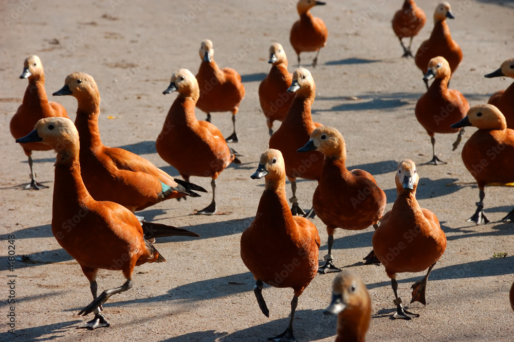 Фотография ducks are afoot