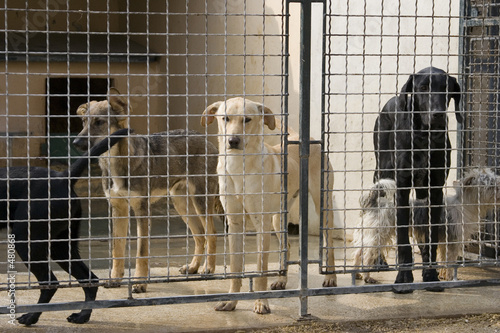 chiens abandonnés