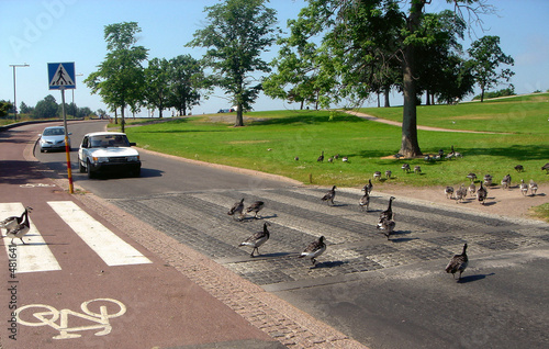 pedestrian crossing