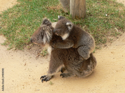 koala and son
