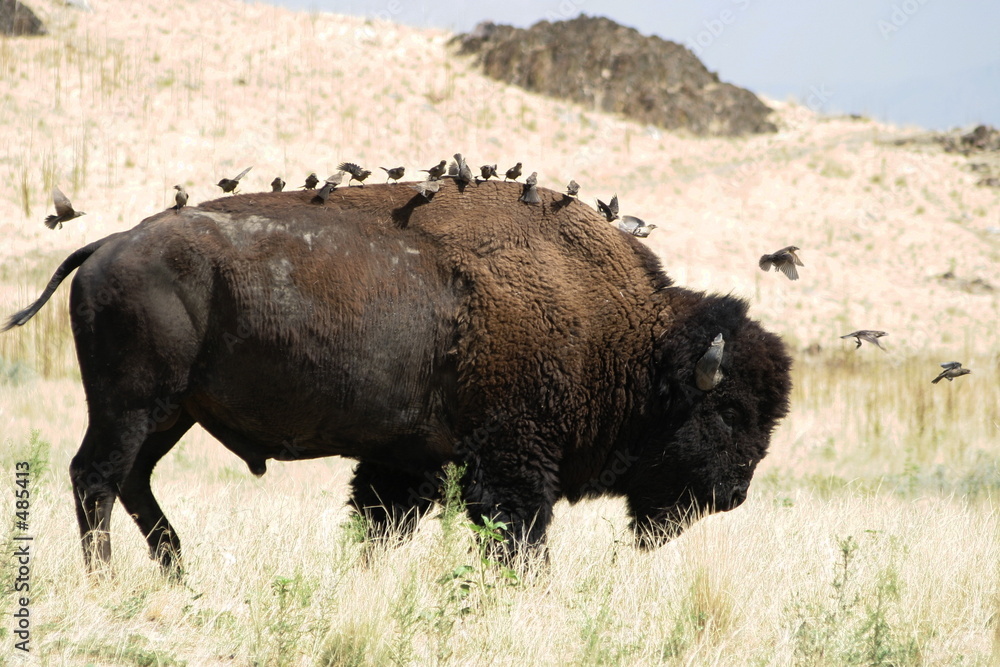 Fototapeta premium buffalo fleas #2