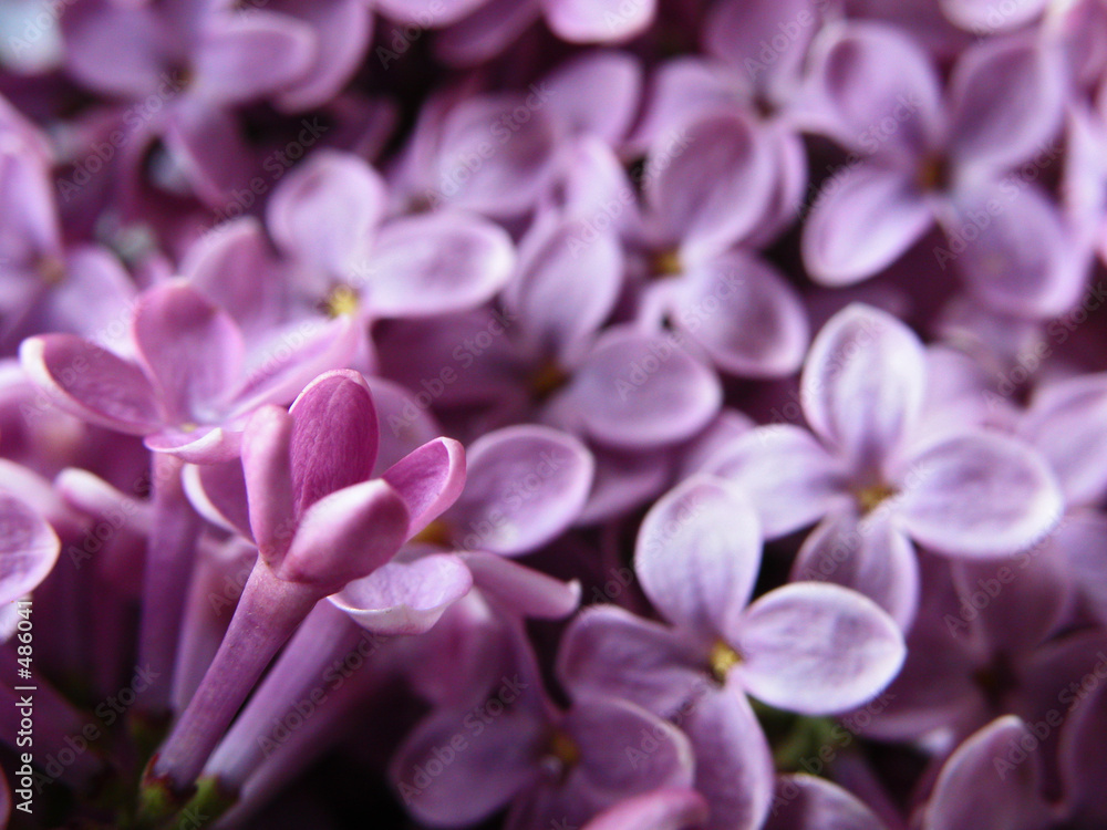 lilacs