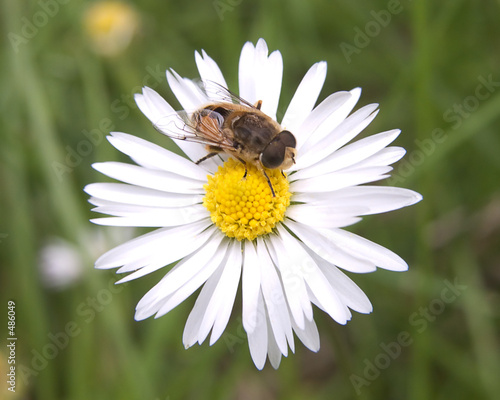 bee and a daisy