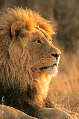 big male lion #487419