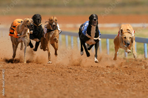 Canvas Print sprinting greyhounds