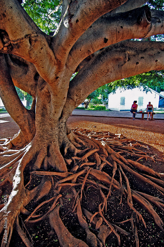 Fotografie sous un arbre