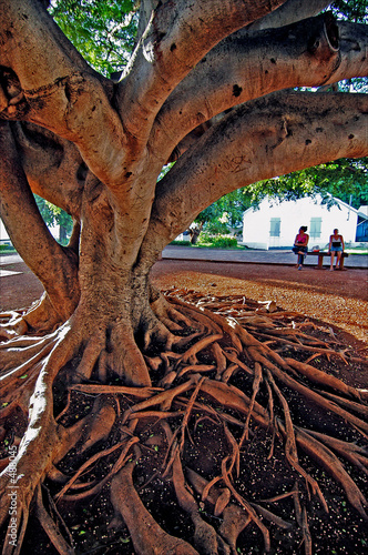 Fotografie sous un arbre