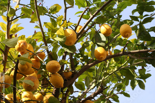limones
