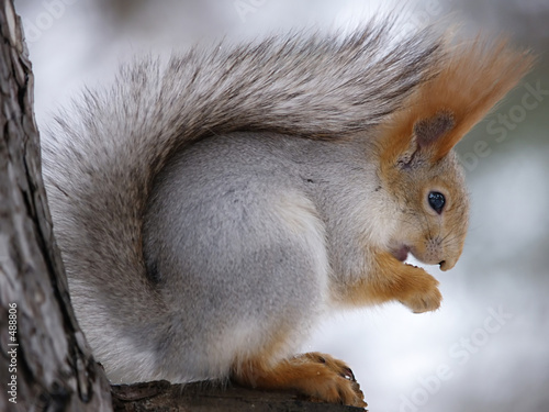 squirrel