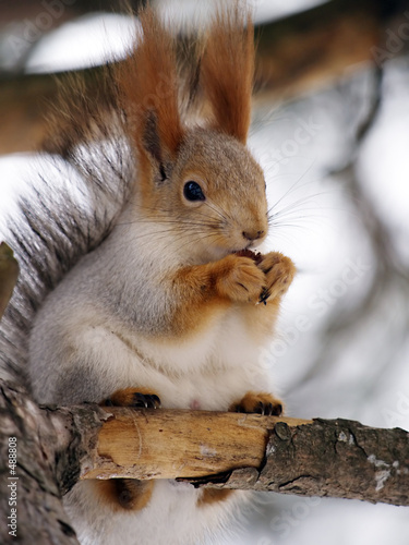 squirrel