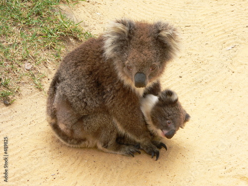 koala cuddle