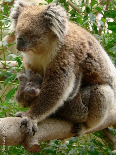 koala cuddling baby