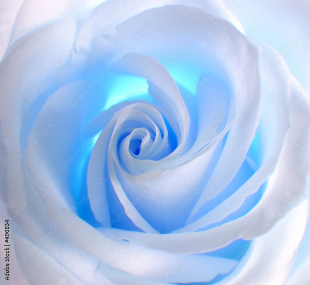 Naklejka premium niebieska róża
