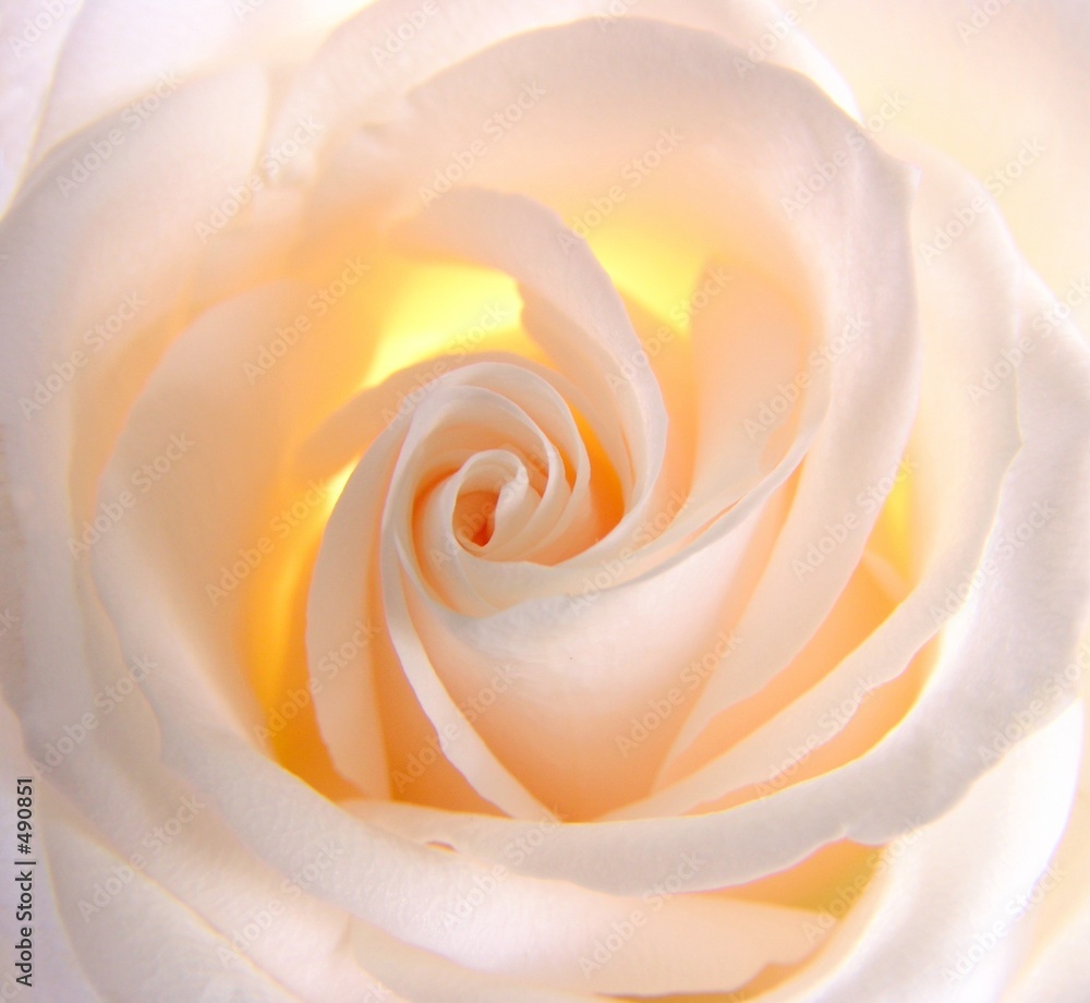 beautiful rose beautiful rose