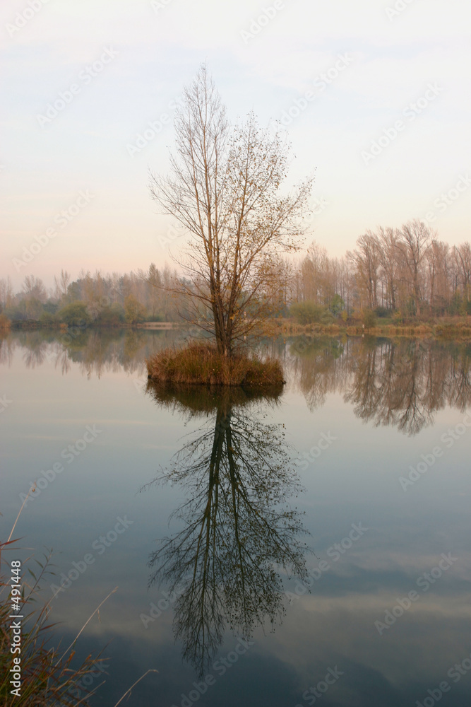 pond and tree pond and tree