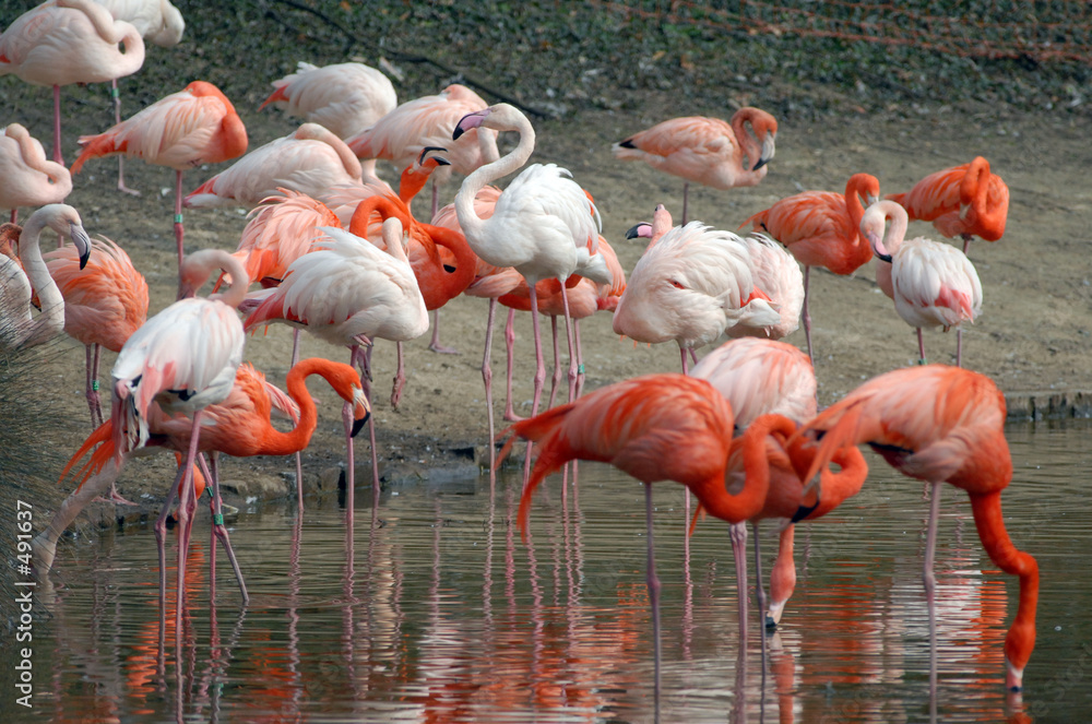 Obraz premium flamants roses