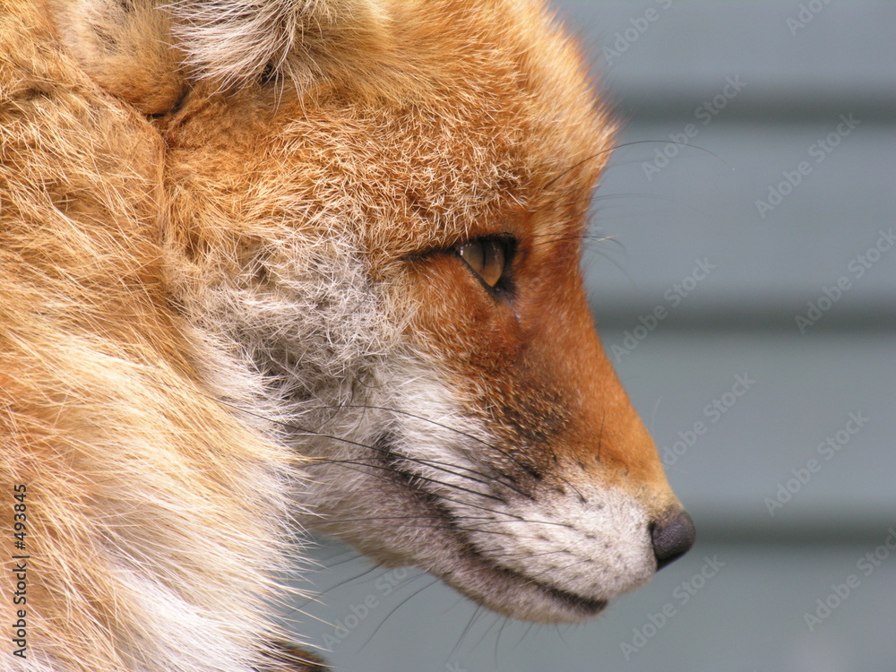 fox fox