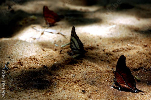 3 papillons (forêt de kiringy, madagasikara) photo