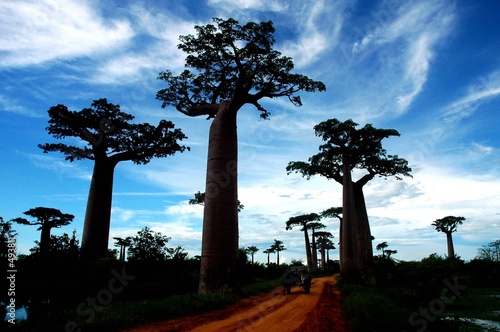 Tela allée des baobabs (marofandilia, madagasikara)