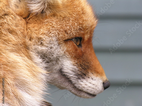 fox photo