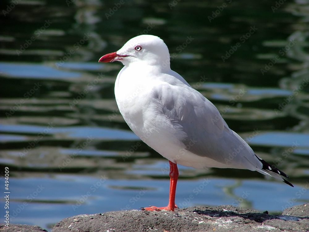 sea gull sea gull