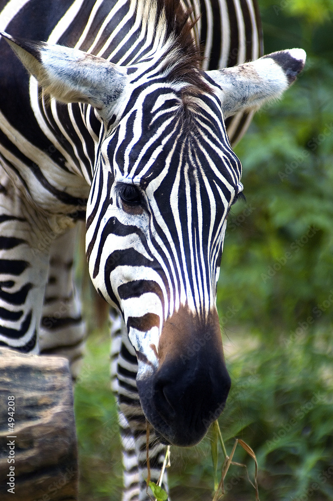 Naklejka premium zebra