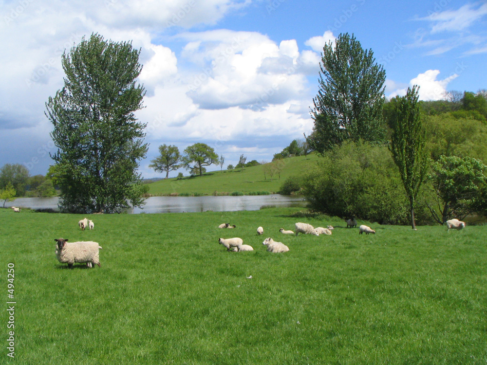 sheep landscape