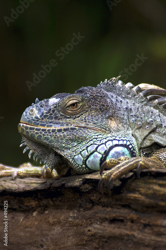 iguana © Alvin Teo