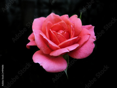 red rose #3