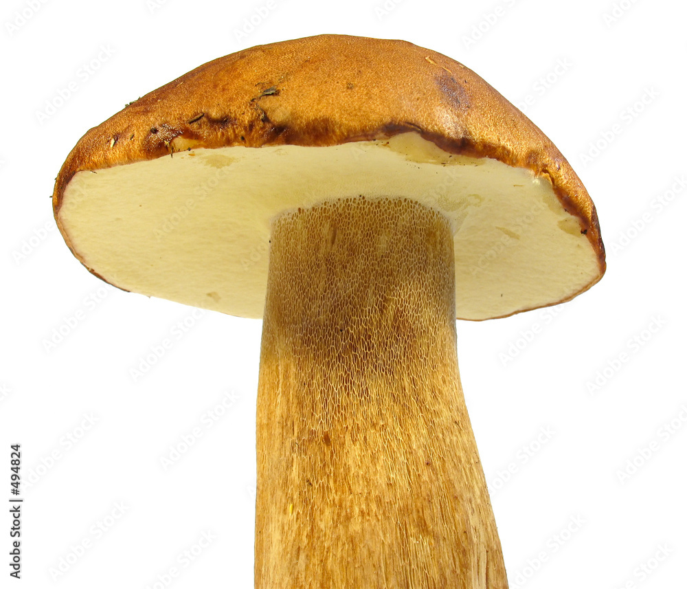 Photos boletus edulis