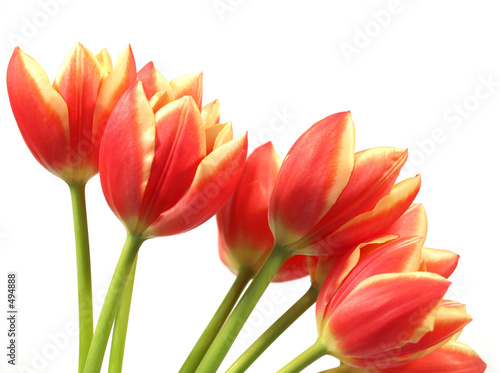 tulips - tulipa gesneriana photo