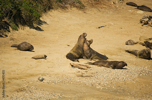 bull elephant seals arguing
