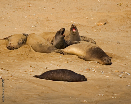 elephant seals bellow in harmony