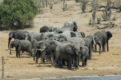 african bush elephants