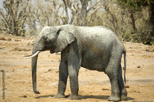 african bush elephants