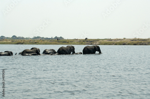 elephants crossing chobe river
