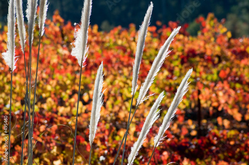 pampas grass and fall grape vines