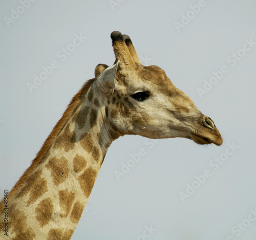 giraffe