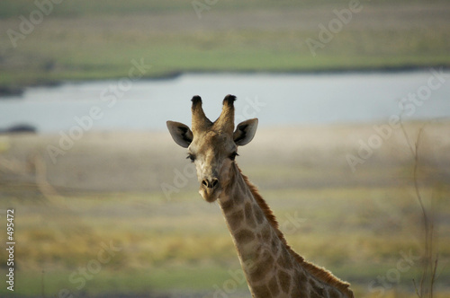 giraffe