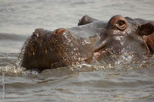 hippopotamus