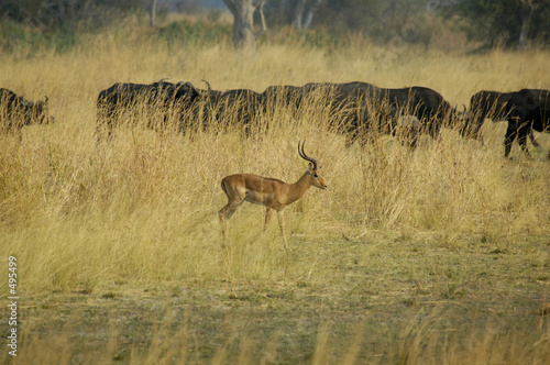 impala and cape buffalo