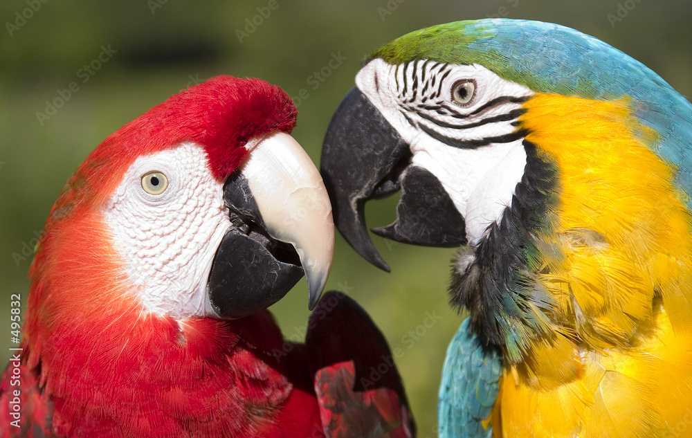 Naklejka premium guacamayas