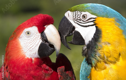 guacamayas