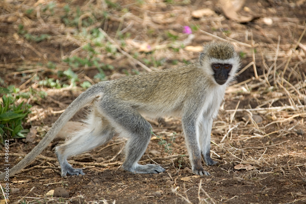 animals 083 monkey