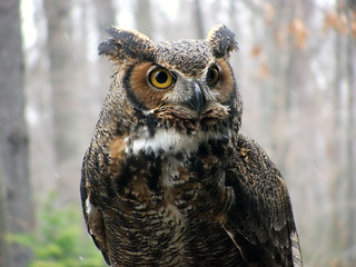 Wandcirkels Uil Gehoornde uil in natuurlijke habitat  © Katherine Haluska