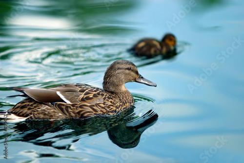 Canvas-taulu ducks in a pond