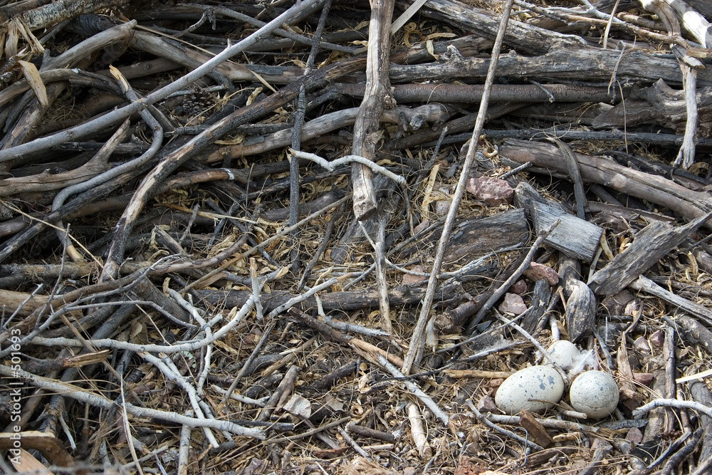 eagle nest, closeup eagle nest, closeup