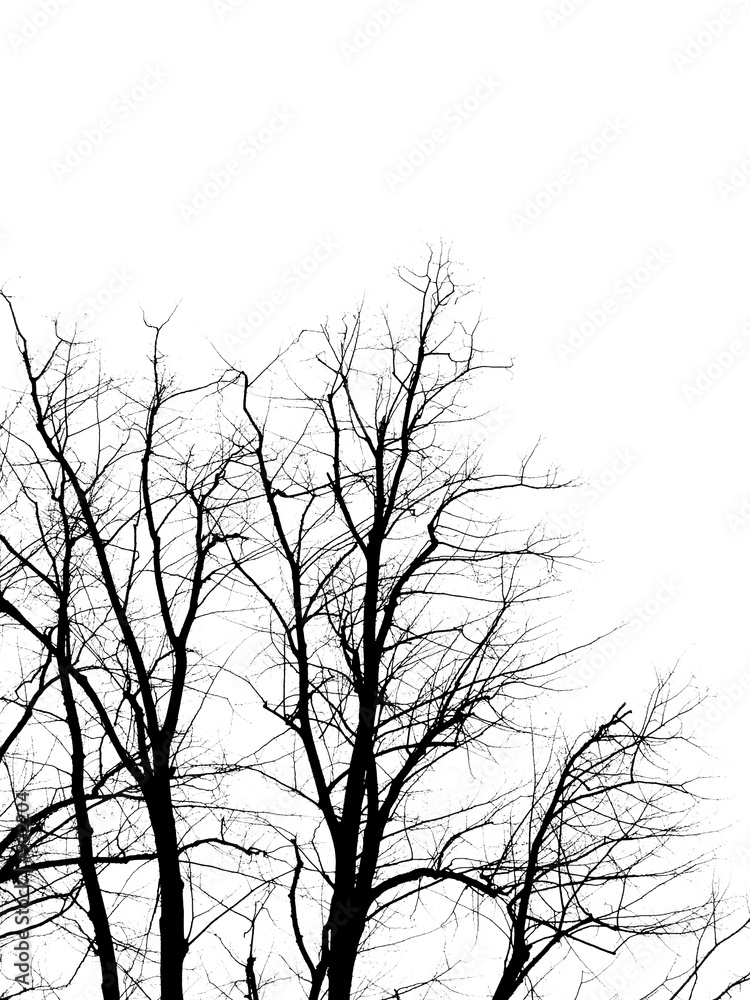 bw tree bw tree