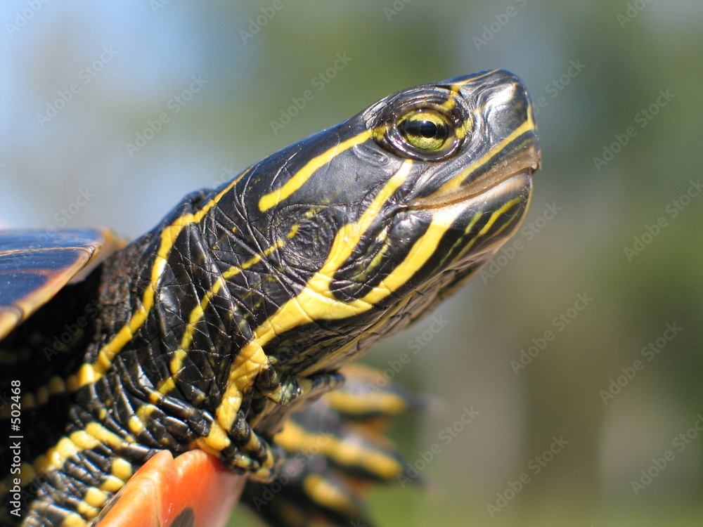 turtle turtle